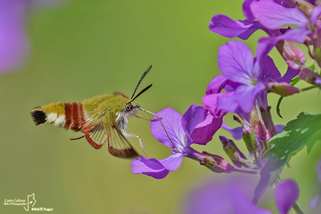 Hemaris fuciformis